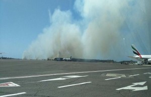 Incendio nella pineta di Fiumicino